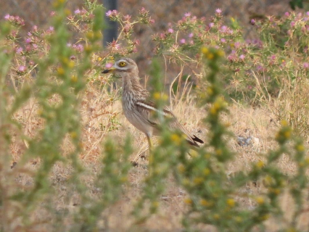 Eurasian Stone-curlew  - Cosimo Gabbani