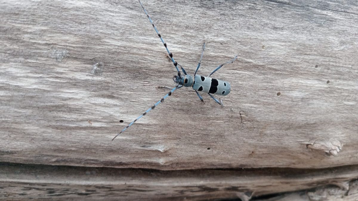 Rosalia alpina  - Eraztun Berdeko Basozainak Guardas Anillo Verde