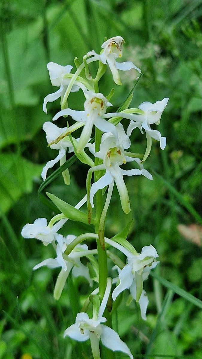 Platanthera chlorantha  - Bruno Souny