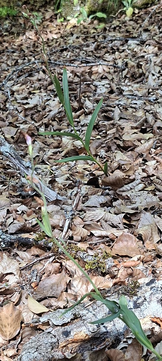 Cephalanthera rubra 