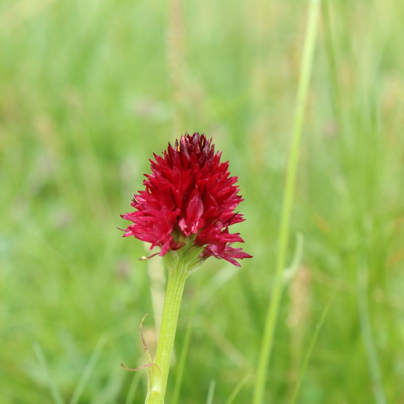 Gymnadenia corneliana f. bourneriasii  - Gerard Guillouard