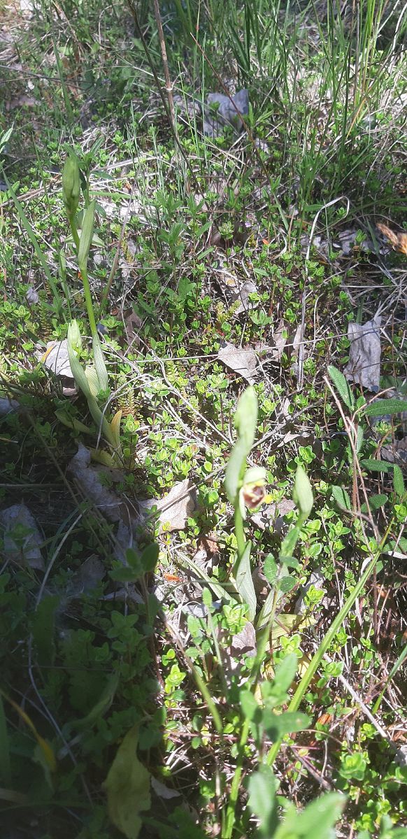 Ophrys holosericea  - Michele Toniutti (FVG)