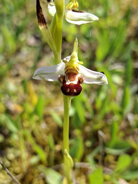 Ophrys apifera  - Florian Nolin