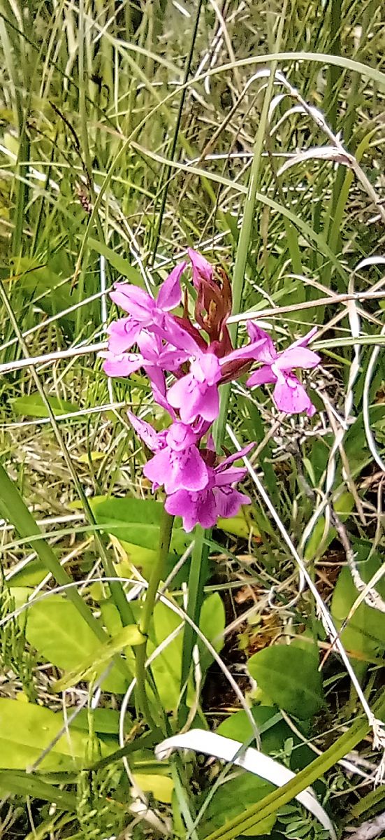Dactylorhiza fuchsii  - Bruno Veillet