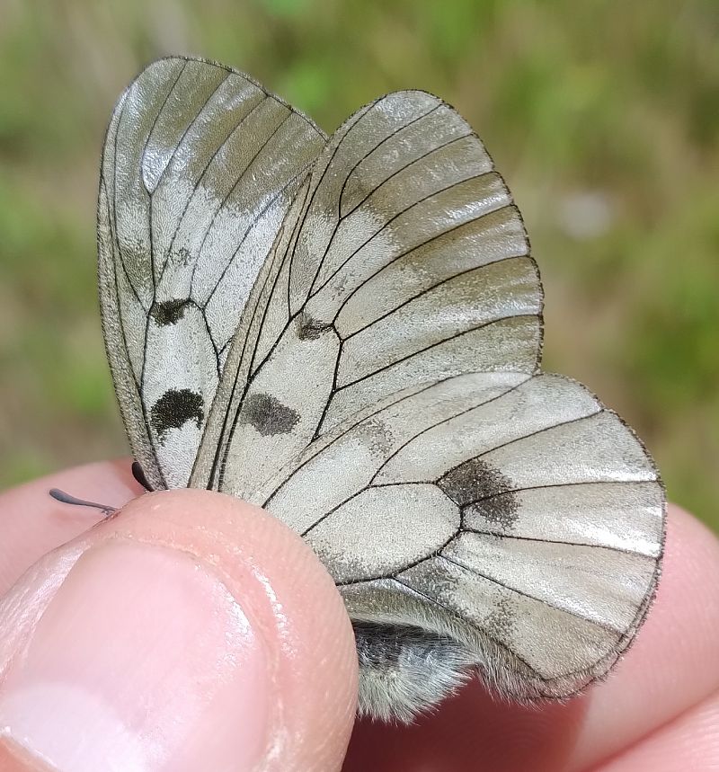 Parnassius mnemosyne  - Battisti Andrea