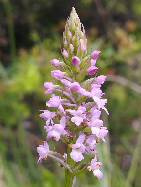 Gymnadenia pyrenaica  - Gérard Joseph