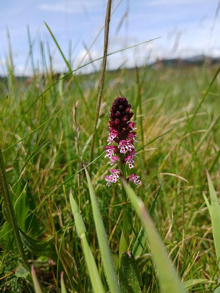 Neotinea ustulata  - Alain Falvard
