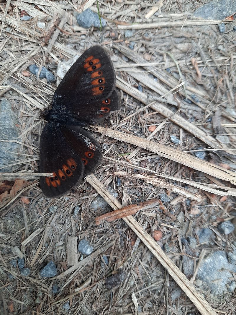 Erebia sp.  - Michele Coppola