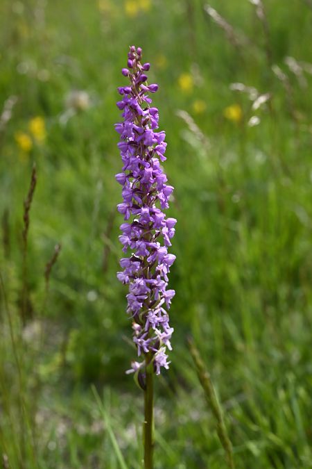 Dactylorhiza sambucina  - Gérald Millot