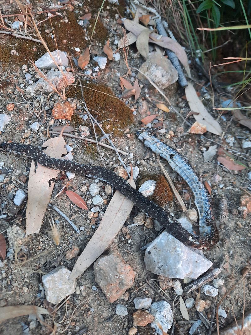 Western Whip Snake  - Michele Coppola