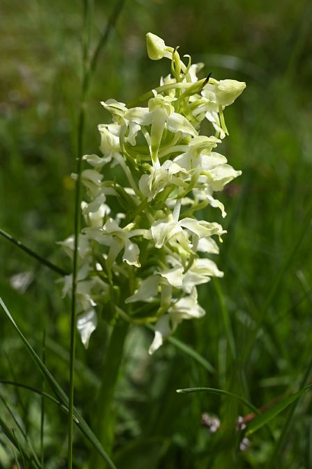 Platanthera bifolia  - Gérald Millot