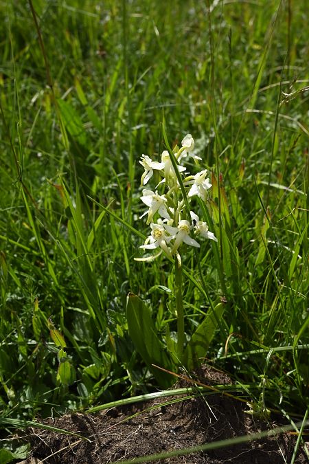 Platanthera bifolia  - Gérald Millot