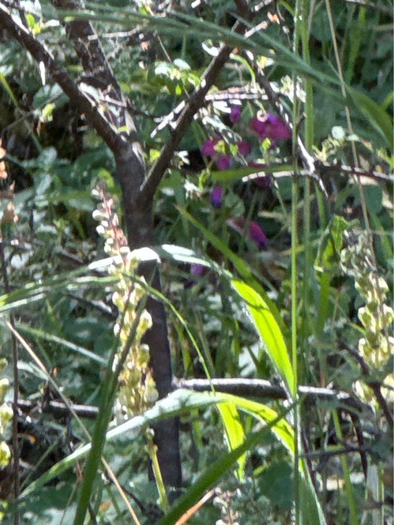 Orchis anthropophora  - Antonio Mazzone
