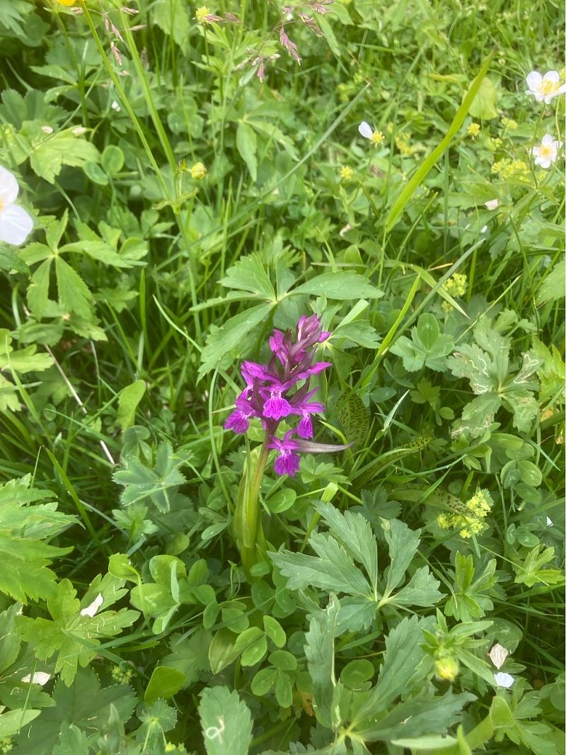 Dactylorhiza majalis  - Cécile Soudry You