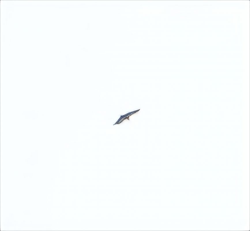 Griffon Vulture  - Alberto Manganaro