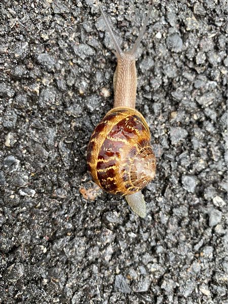 Cornu aspersum  - Maria Rita Gelso