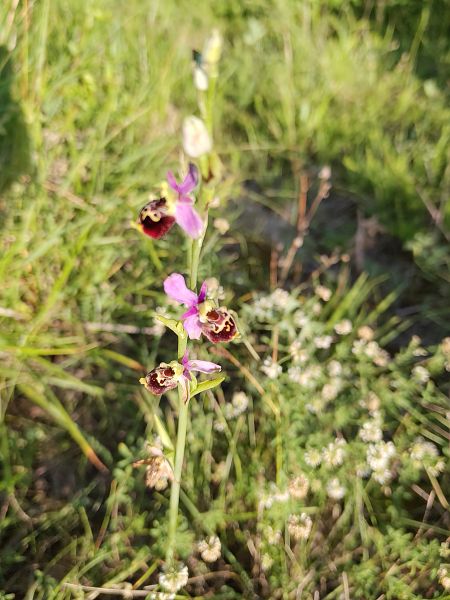 Ophrys sp.  - Nicola Larroux