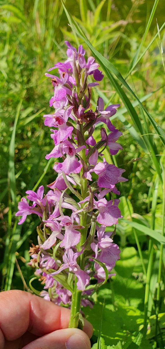 Dactylorhiza praetermissa 