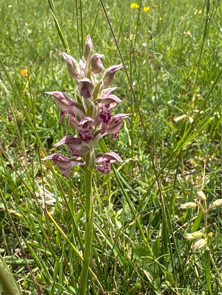 Anacamptis coriophora subsp. fragrans  - Toni Aguilera