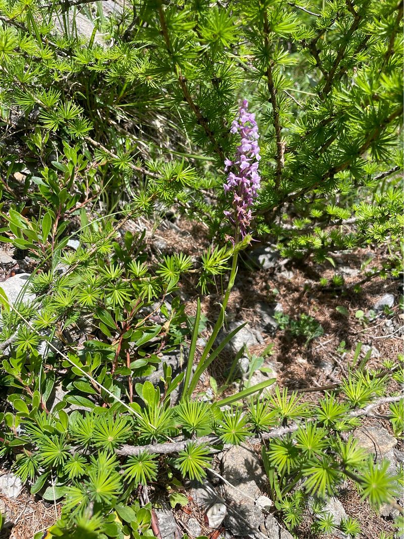 Gymnadenia conopsea  - Arthur Léonard