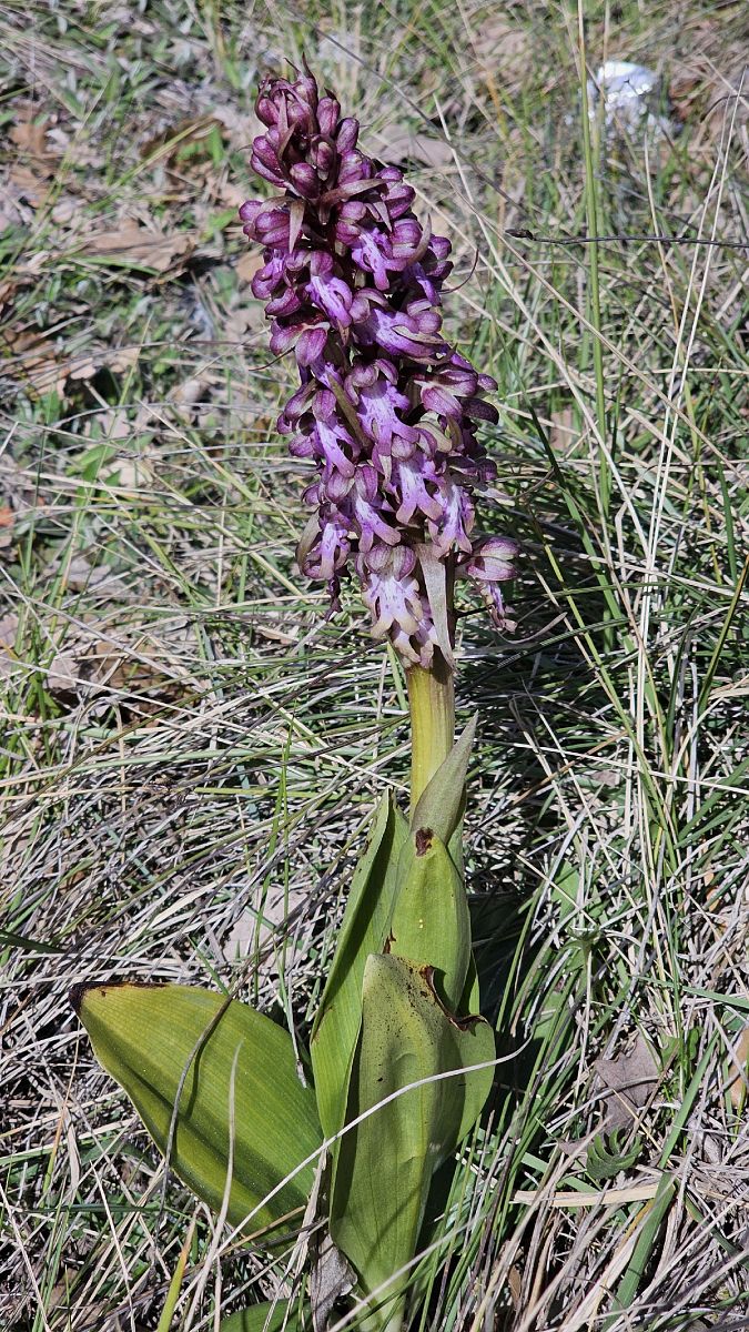 Himantoglossum robertianum  - Sergi Torné