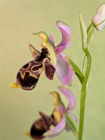 Ophrys indet. group. scolopax  - Delarbre Sébastien