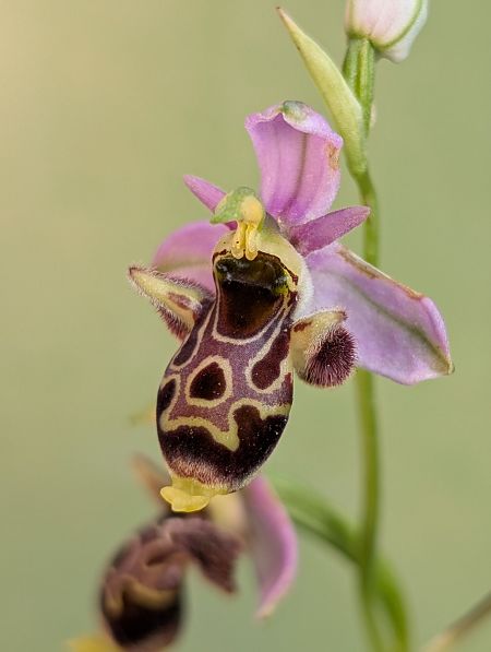 Ophrys indet. group. scolopax  - Delarbre Sébastien