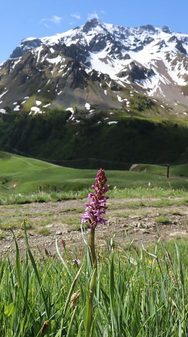Gymnadenia conopsea  - Gerard Guillouard