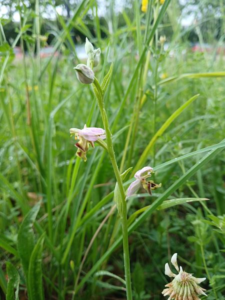 Ophrys apifera var. curviflora  - Alain Falvard