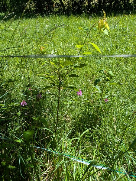 Anacamptis pyramidalis  - Eglantine Breton