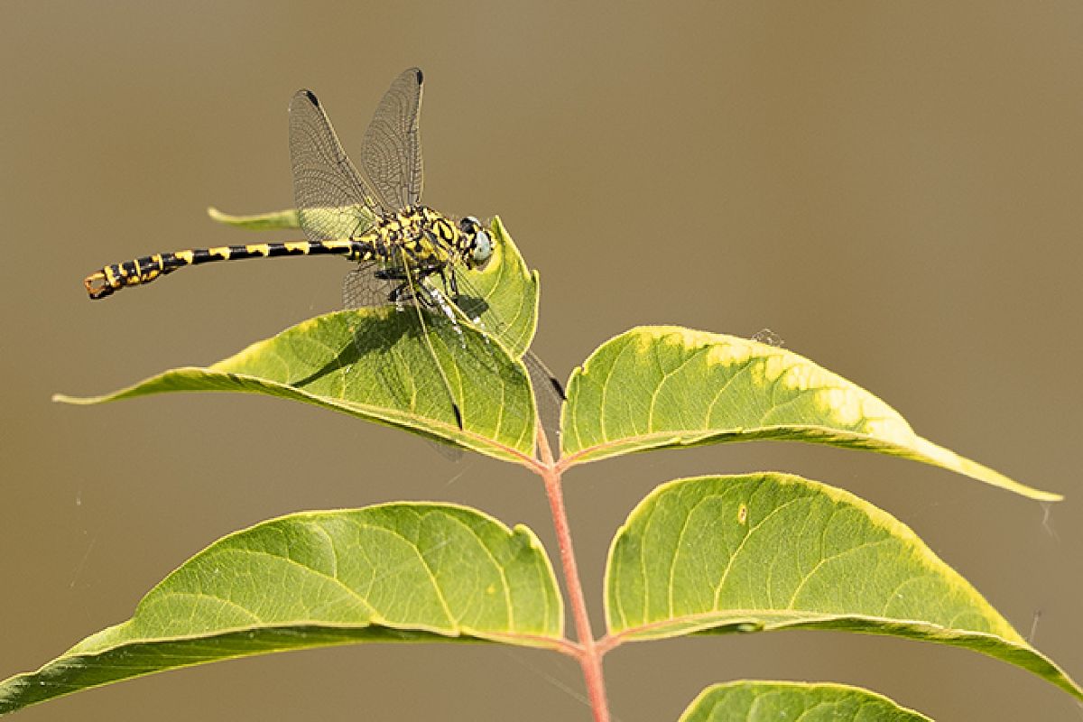 Onychogomphus forcipatus  - Paola Bressan