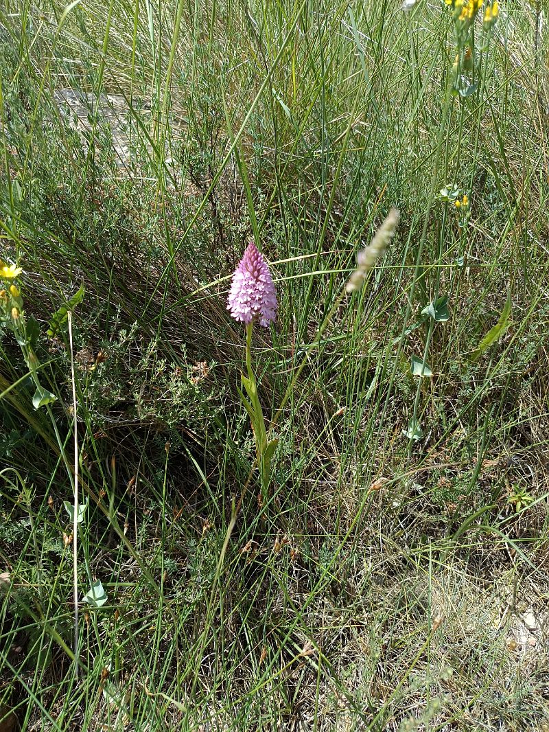 Anacamptis pyramidalis  - Antoni Sunyer