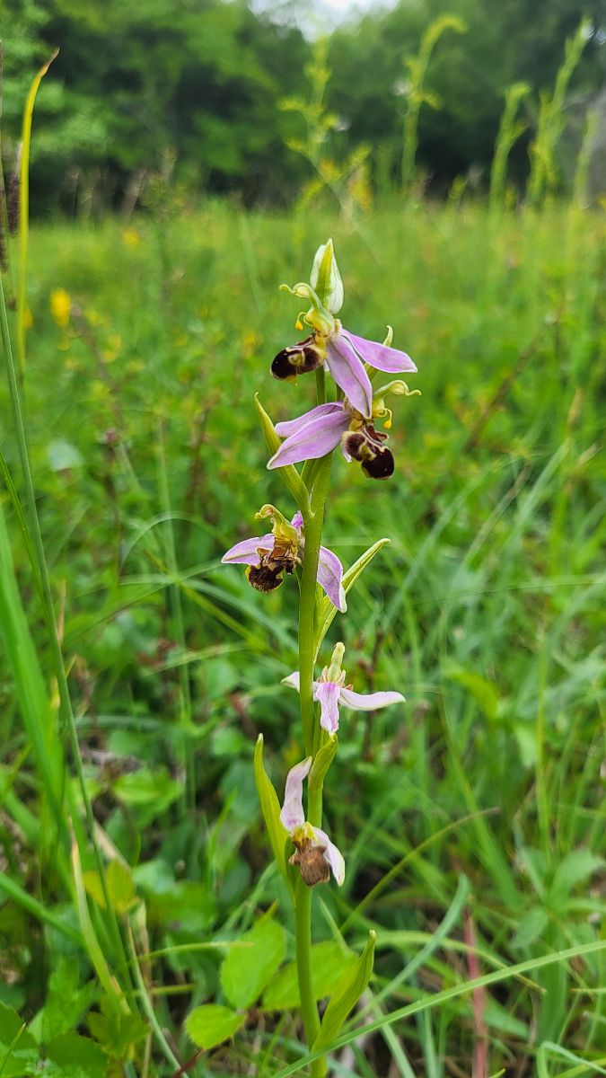 Ophrys apifera  - Christian Lenhard
