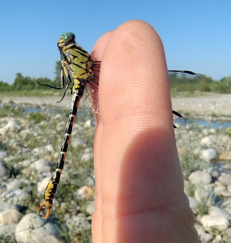 Onychogomphus forcipatus  - Battisti Andrea