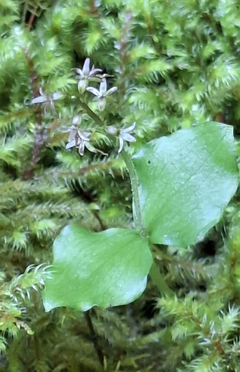 Neottia cordata 