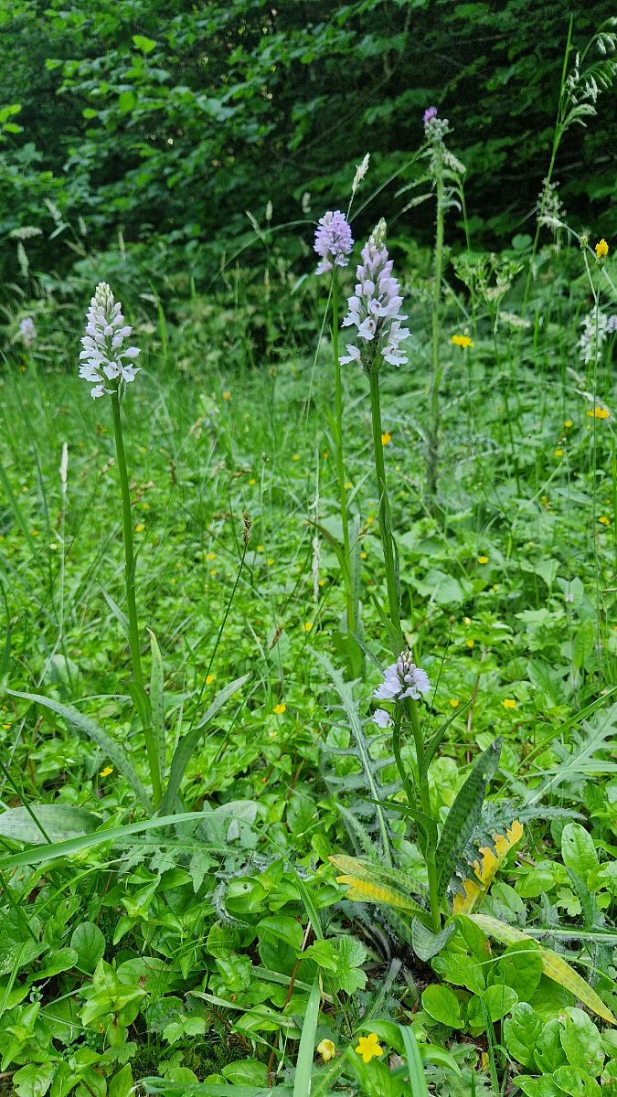 Dactylorhiza maculata  - Bruno Souny