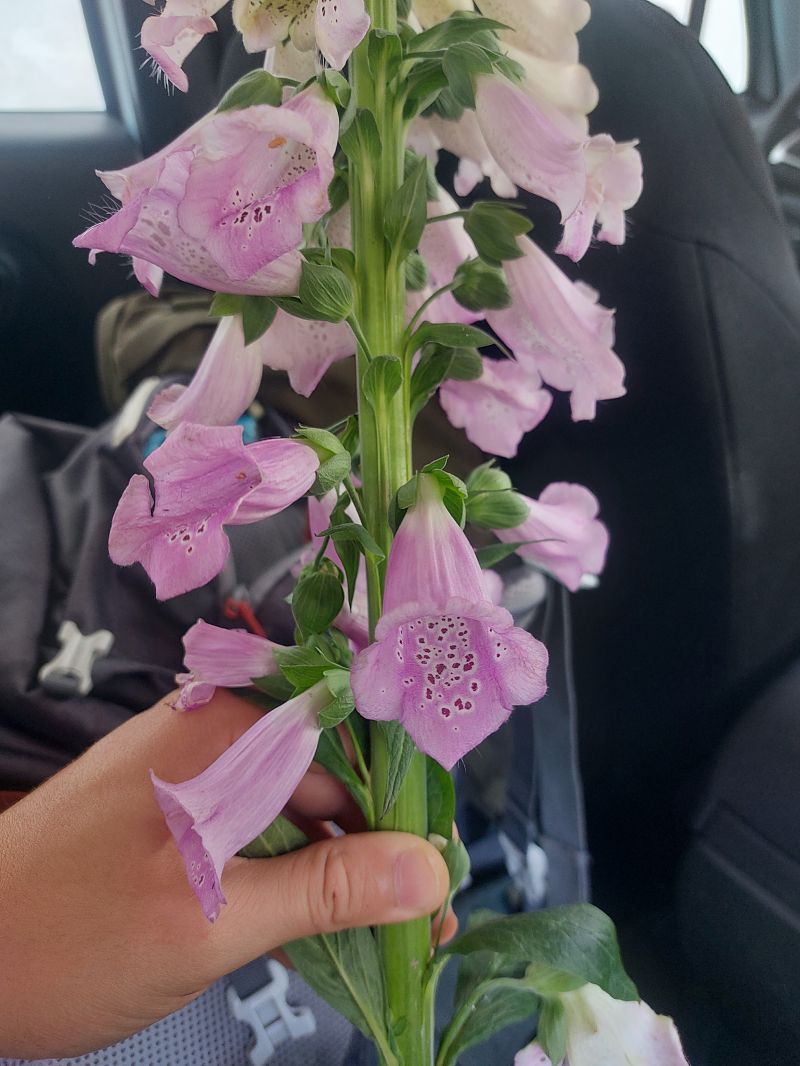 Digitalis sp.  - Giulio Polo (FVG)
