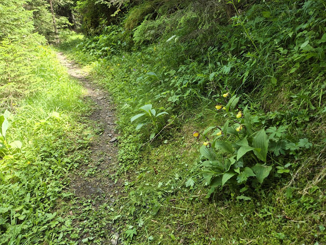 Cypripedium calceolus  - Roch Mermin