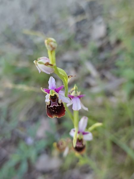 Ophrys sp.  - Nicola Larroux