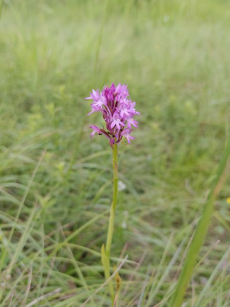 Anacamptis pyramidalis  - Nicola Larroux