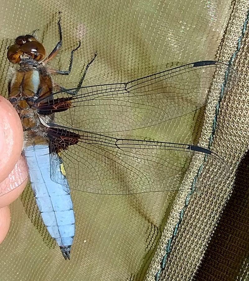 Libellula depressa  - Battisti Andrea