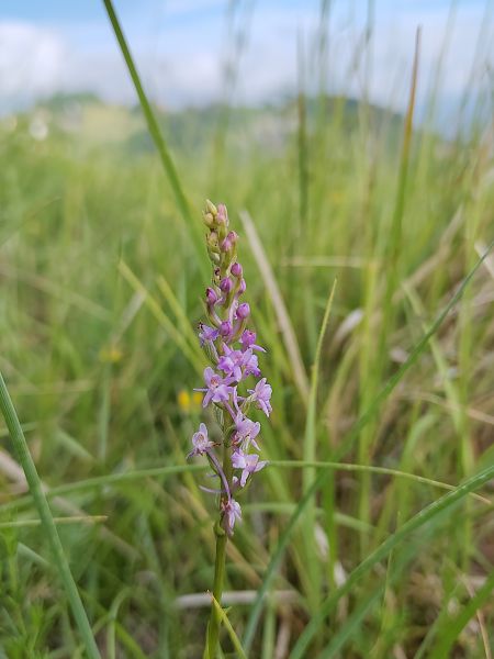 Gymnadenia conopsea  - Nicola Larroux