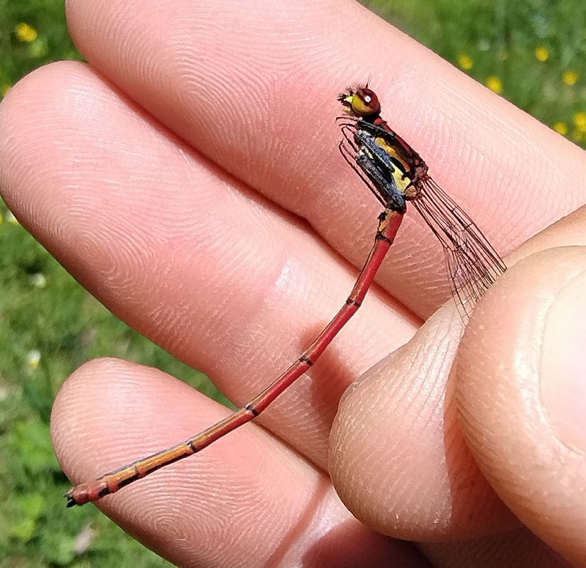 Pyrrhosoma nymphula  - Battisti Andrea