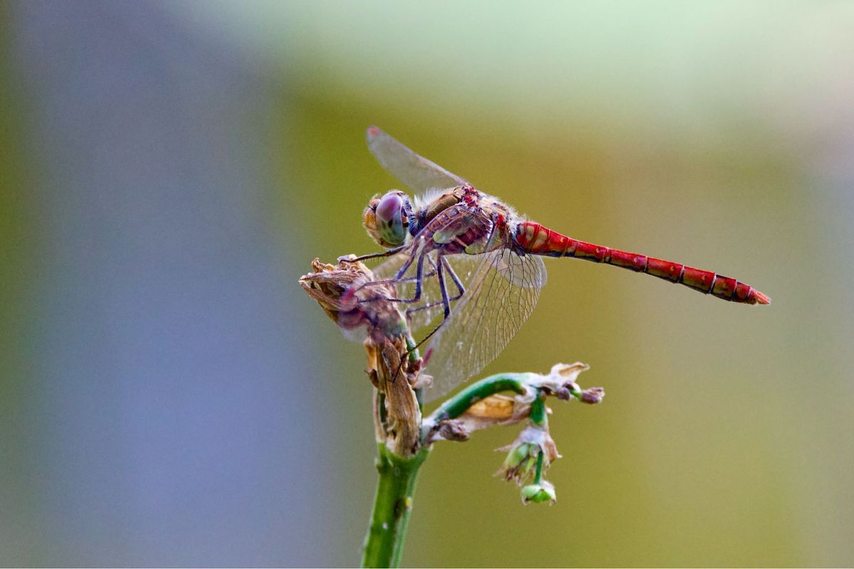Sympetrum striolatum  - Andrea Galimberti