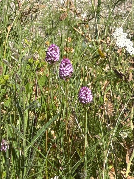 Anacamptis pyramidalis  - Antonio Mazzone