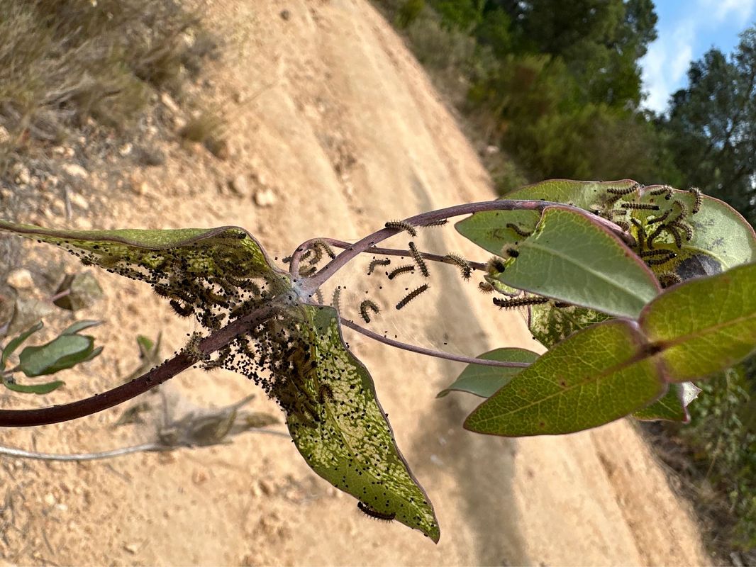 Brocat variable  - Rosa Matesanz