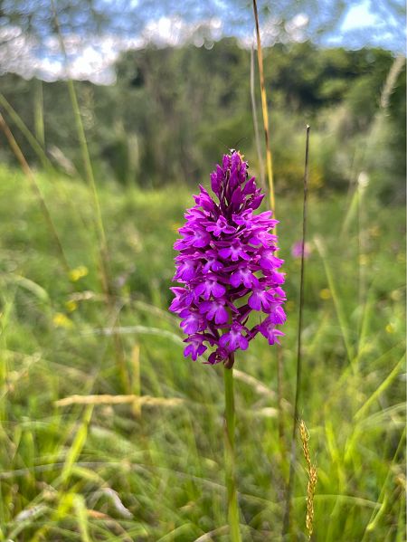 Anacamptis pyramidalis  - Luis Nolan