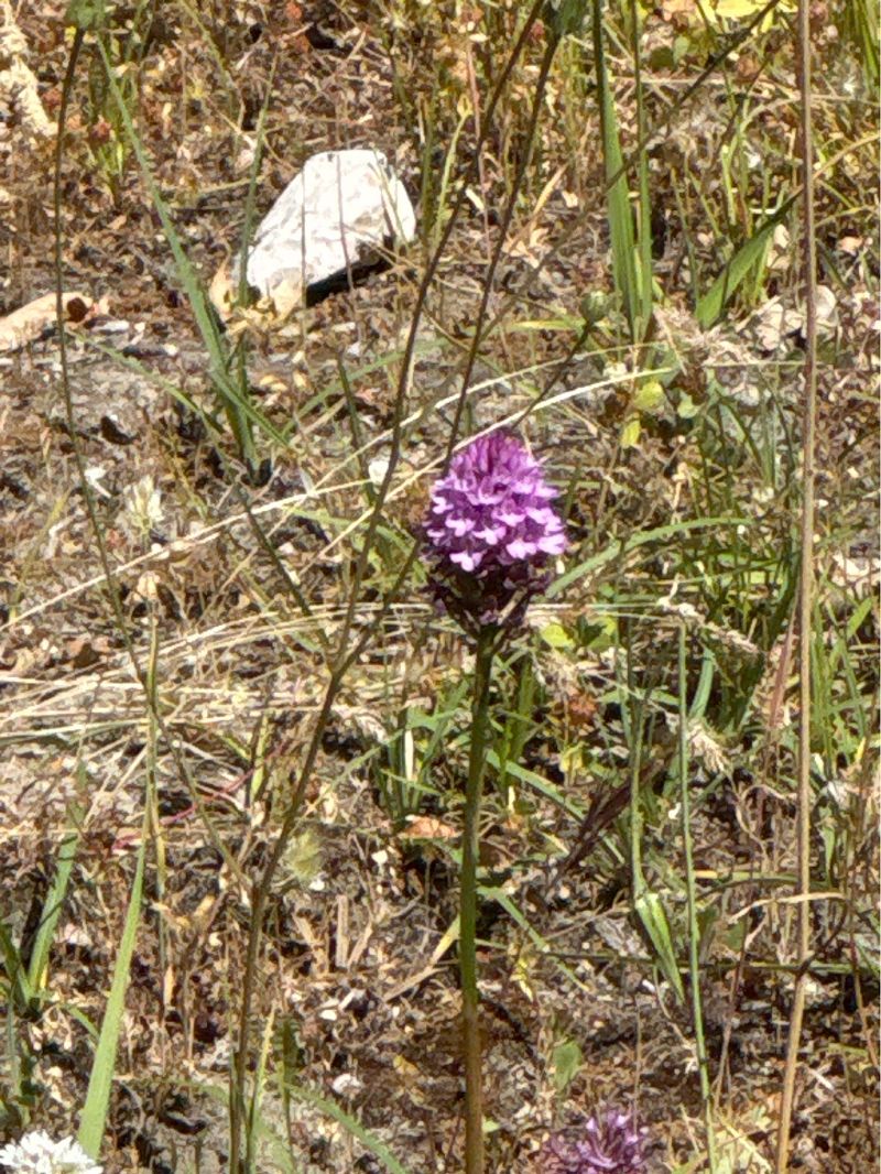 Anacamptis pyramidalis  - Antonio Mazzone