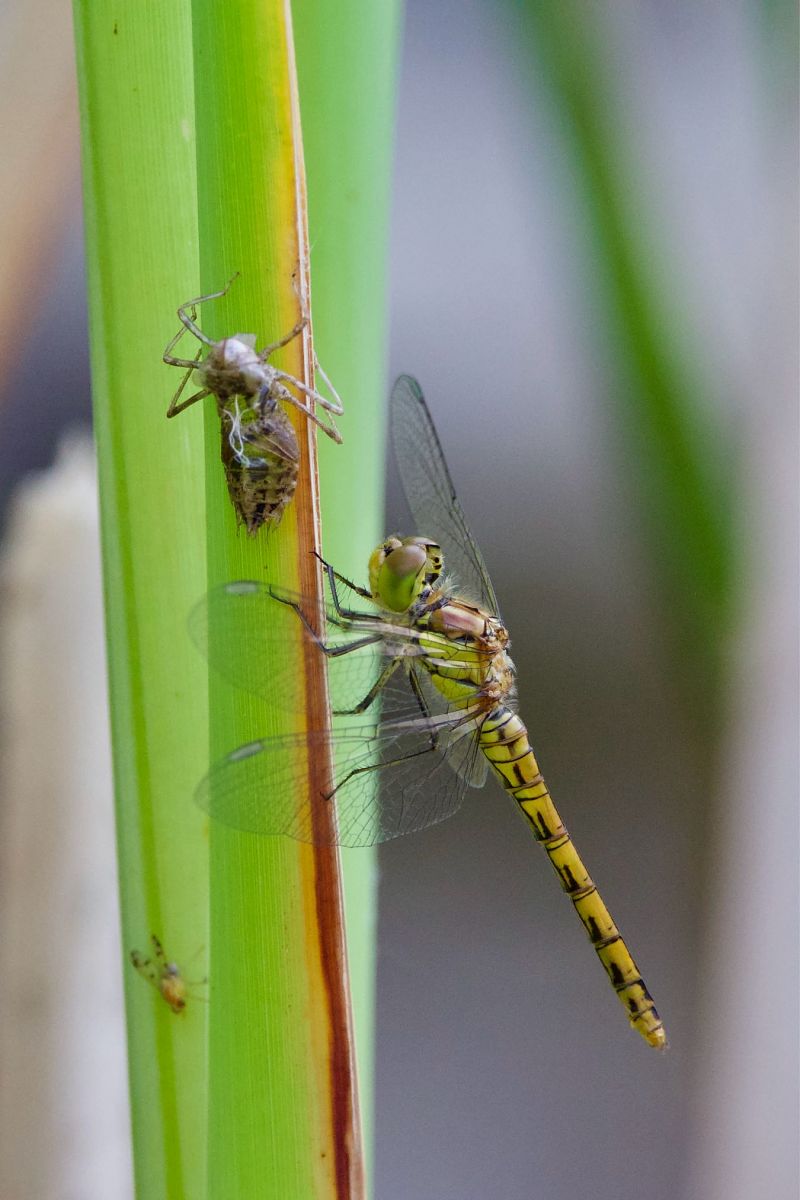 Sympetrum striolatum  - Andrea Galimberti