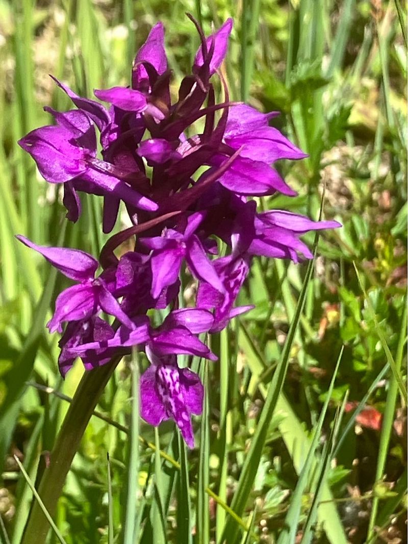 Dactylorhiza traunsteineri  - Cécile Soudry You